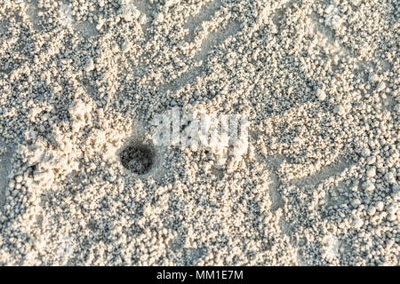 Foro di granchio con molti sfera sulla spiaggia, granchio fori sulla sabbia in Thailandia Foto Stock