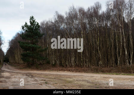 Foresta di Rendlesham vicino alla Porta Est della ex USAF Woodbridge, American Guerra Fredda airbase, Suffolk, Inghilterra. Foto Stock