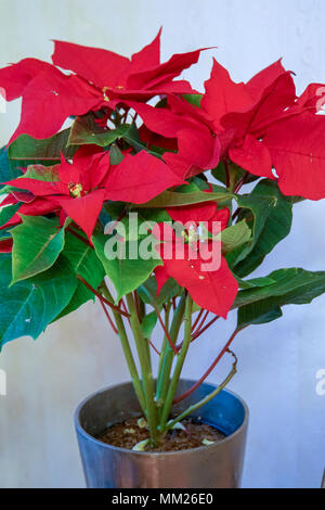 Le foglie rosse della stella di Natale, Poinsettia (Euphorbia pulcherrima) in una pentola Foto Stock
