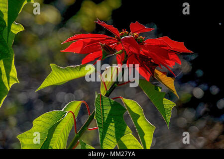 Le foglie rosse della stella di Natale, Poinsettia (Euphorbia pulcherrima) in una pentola Foto Stock