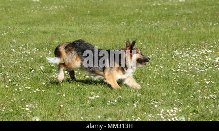 Un sheepdog acceso in verde erba con fiori selvatici Foto Stock