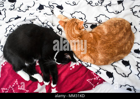 Due gatti dormono insieme sul lettino, vista da sopra. Foto Stock