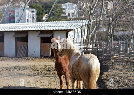 Closeup ritratto di due cavalli giocoso insieme al campo di fattoria/ marrone e cavalli bianchi giocare insieme Foto Stock