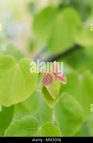 Cercidiphyllum japonicum f. pendolo. Penduli Katsura foglie in primavera Foto Stock