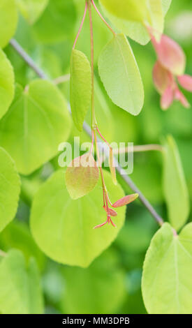 Cercidiphyllum japonicum f. pendolo. Penduli Katsura foglie in primavera Foto Stock