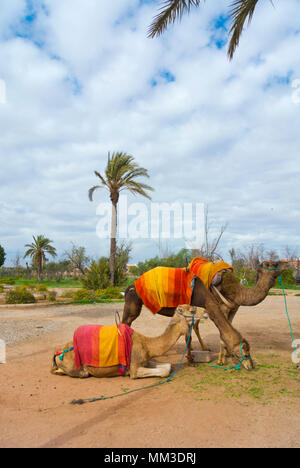 Cammelli, di fronte giardini Menara, Hivernage, Marrakech, Marocco, Africa settentrionale Foto Stock
