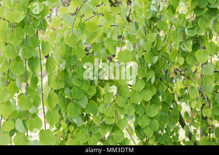 Cercidiphyllum japonicum f. pendolo. Penduli Katsura foglie in primavera Foto Stock