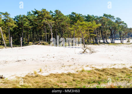 Hagestad nella riserva naturale del Loderup, Svezia - Drift dune di sabbia formando e lo spostamento dalla foresta di pini. Foto Stock