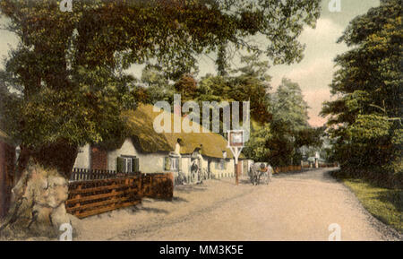 Il gatto e il violino. New Forest. 1910 Foto Stock