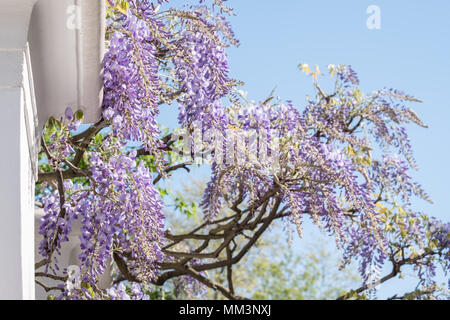 Albero di glicine in piena fioritura crescente al di fuori di casa dipinte di bianco in Kensington, Londra. Foto Stock