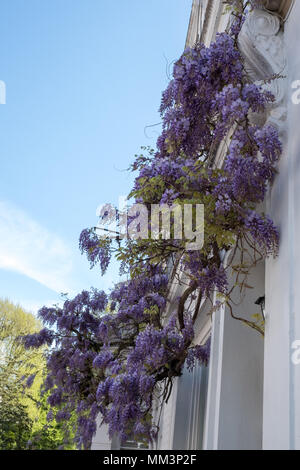 Albero di glicine in piena fioritura crescente al di fuori di casa dipinte di bianco in Kensington, Londra. Foto Stock