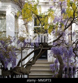 Kensington di Londra. Il Glicine e il Maggiociondolo alberi in piena fioritura crescente al di fuori di un dipinto di bianco house di Londra. Fotografato in una giornata di sole. Foto Stock