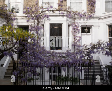 Kensington di Londra. Il Glicine e il Maggiociondolo alberi in piena fioritura crescente al di fuori di un dipinto di bianco house di Londra. Fotografato in una giornata di sole. Foto Stock