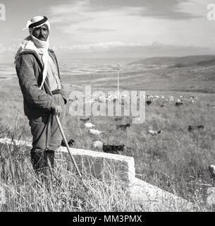 1955, storico, un ritratto di J Allan contanti di un beduino palestinese Pastore in piedi al di fuori che si affaccia su una valle erbosa, con le sue pecore al pascolo, Israele. Indossa il tradizionale araba o shemagh keffiyeh copricapo legato con la agal-corda con archetto. Gli arabi palestinesi o di beduini erano un popolo nomade che viveva nelle zone desertiche di ciò che è stato poi chiamato Palestina ma che dopo WW2 nel 1948 divenne territorio nella neonata stato di Israele. Foto Stock