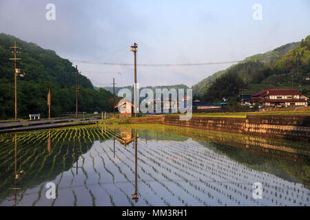 Strada campo di riso appena piantati e inondate di sunrise Foto Stock