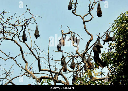 Dacca in Bangladesh - Gennaio 21, 2007: sono ' appollaiati giant sud e sud-est asiatico flying fox pipistrelli della frutta che vive al Parco di Ramna a Dhaka, nel Bangladesh. Foto Stock