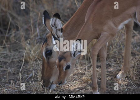 Impala madre e puledro nel Samburu National Park Foto Stock