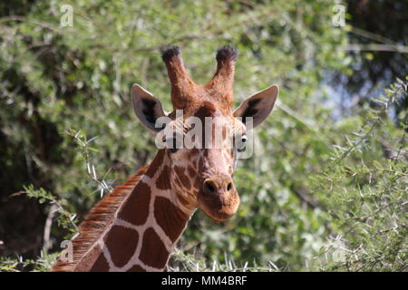 Reticolare faccia giraffa - primo piano. Foto Stock