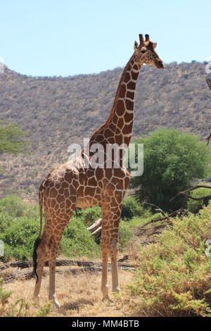 Giraffa reticolata faccia. Foto Stock