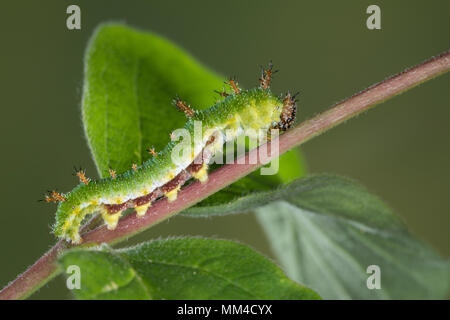 Kleiner Eisvogel, Kleiner Eisfalter, Raupe, Limenitis camilla, Ladoga camilla, Eurasian Ammiraglio bianco, bianco Admiral, Caterpillar, Le Petit sylvain, E Foto Stock