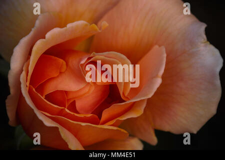 Peach Rose testa di fiore in fiore rosa (sp). Foto Stock
