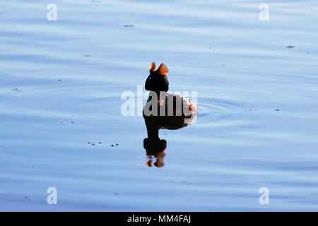 Anatra con teste rosse sulla sua testa cornuta svasso della Slavonia Podiceps auritus Foto Stock