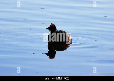 Anatra con teste rosse sulla sua testa cornuta svasso della Slavonia Podiceps auritus Foto Stock