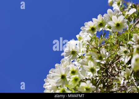 La clematide 'Early Sensation" Foto Stock