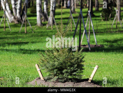 Un piccolo albero di Natale è piantato nel Parco di Gatchina secondo il piano degli impianti. Recintato con un recinto Foto Stock