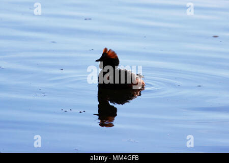 Anatra con teste rosse sulla sua testa cornuta svasso della Slavonia Podiceps auritus. Gatchina Lago Bianco Foto Stock