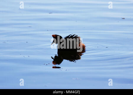 Anatra con teste rosse sulla sua testa cornuta svasso della Slavonia Podiceps auritus. Gatchina Lago Bianco Foto Stock