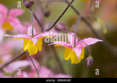 Macro colpo di piccoli fiori di primavera del barrenwort, Epimedium 'Wildside Ruby' Foto Stock