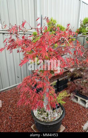 Acer palmatum var dissectum, Dissectum Atropurpureum o noti come il pianto di acero giapponese Foto Stock