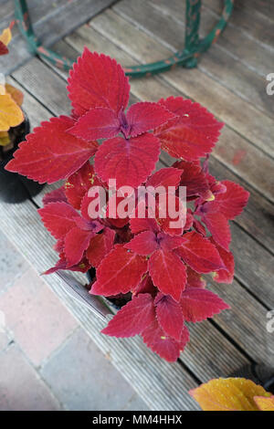 Coleus Ruby Slipper Foto Stock