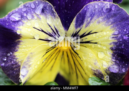 Macro giallo e viola pansy ricoperto di fiori in gocce di pioggia Foto Stock