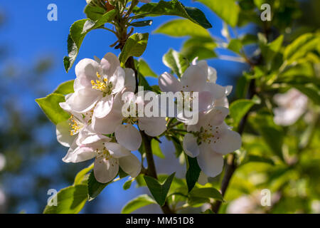 Apple Blossom close-up in una giornata di sole in primavera Foto Stock