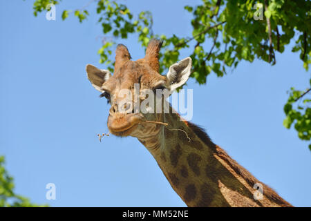 Giraffe (Giraffa camelopardalis giraffa). Ritratto sul cielo blu sullo sfondo Foto Stock