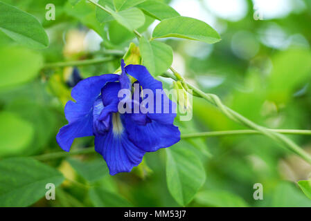 Clitoria ternatea o Aparajita fiore del subcontinente indiano Foto Stock