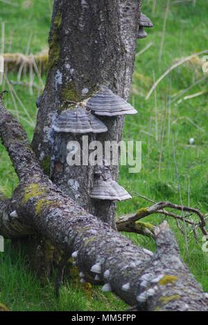 Tre staffa di betulla zoccolo funghi (Fomes fomentarius). Crescendo nel bosco di betulle, Muir della cena NNR, Cairngorms, Scotland, Regno Unito. Maggio, 2018. Foto Stock