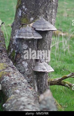 Tre staffa di betulla zoccolo funghi (Fomes fomentarius). Crescendo nel bosco di betulle, Muir della cena NNR, Cairngorms, Scotland, Regno Unito. Maggio, 2018. Foto Stock