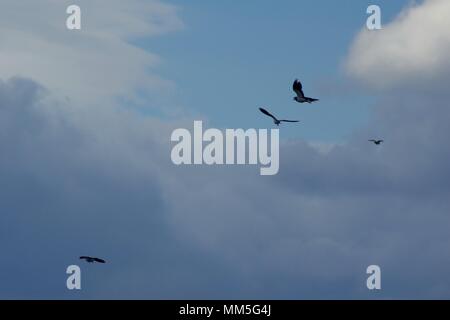 Quattro Lapwings battenti contro un cielo nuvoloso. Muir of Dinnet NNR, Cairngorms, Scotland, Regno Unito. Maggio, 2018. Foto Stock