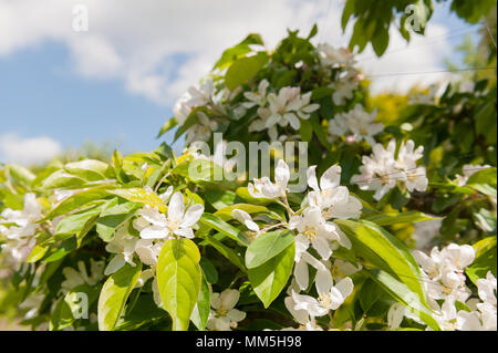 Prolifico abbondanza di crab apple fiori sbocciano i fiori sulla potatura a fioritura primaverile tree con alcune belle filo di cotone inter cucita per arrestare i piccioni a mangiare le gemme Foto Stock