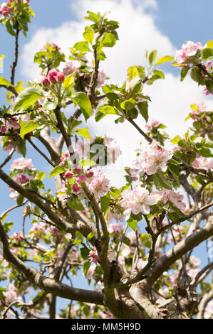 Prolifico abbondanza di Bramley cottura fiori apple blossom su potati a fioritura primaverile tree Malus domestica Foto Stock