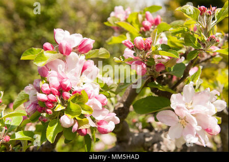 Prolifico abbondanza di Bramley cottura fiori apple blossom su potati a fioritura primaverile tree Malus domestica Foto Stock