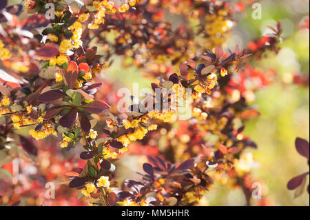 Crespino o Berberis con i suoi pungenti rami carichi con colore giallo brillante primavera sbocciano i fiori protetti da spine pungenti e viola foglie rosse Foto Stock