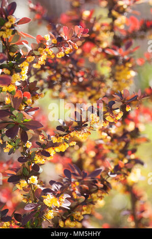 Crespino o Berberis con i suoi pungenti rami carichi con colore giallo brillante primavera sbocciano i fiori protetti da spine pungenti e viola foglie rosse Foto Stock