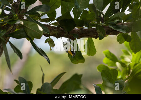 Blackburnian Trillo bird appollaiate sul ramo di albero, Cienfuegos, Cuba Foto Stock