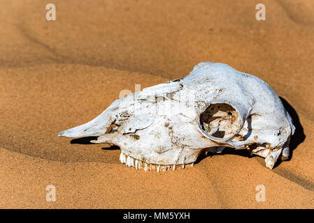 Cranio di pecora in sabbia vicino Foto Stock