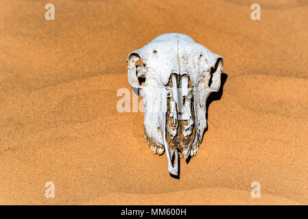 Cranio di pecora in sabbia vicino Foto Stock