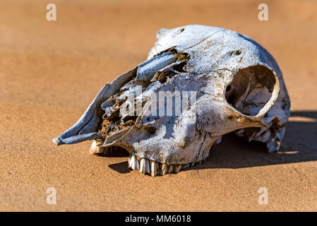 Cranio di pecora in sabbia vicino Foto Stock